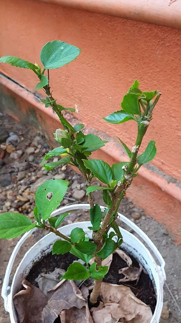 Hibiscus_Plant_(Hybrid,_Pack_of_1)