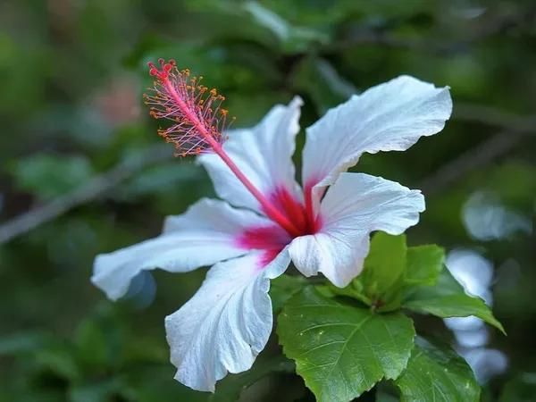 Hibiscus_Plant_(Hybrid,_Pack_of_1)