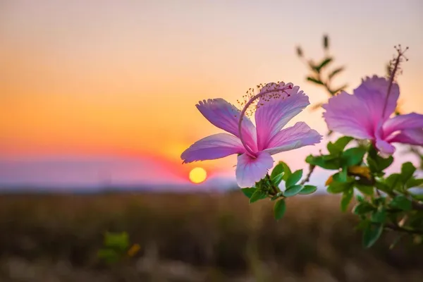 Hibiscus_Plant_(Hybrid,_Pack_of_1)