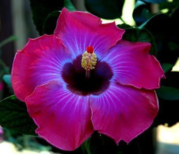Hibiscus_Plant_(Hybrid,_Pack_of_1)