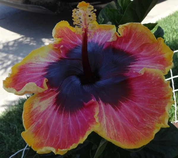 Hibiscus_Plant_(Hybrid,_Pack_of_1)