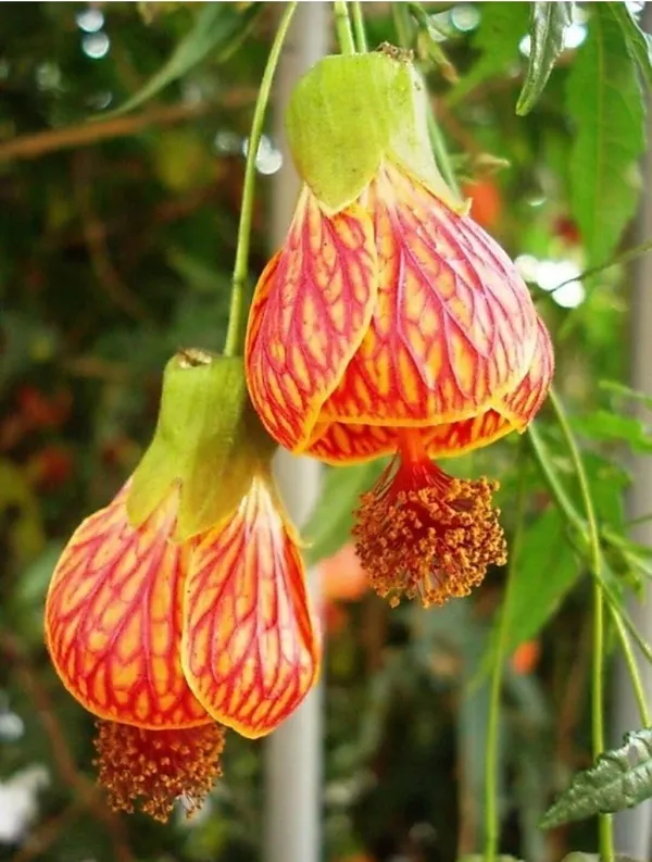 Hibiscus_Plant_(Hybrid,_Pack_of_1)