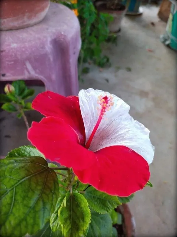 Hibiscus_Plant_(Hybrid,_Pack_of_1)