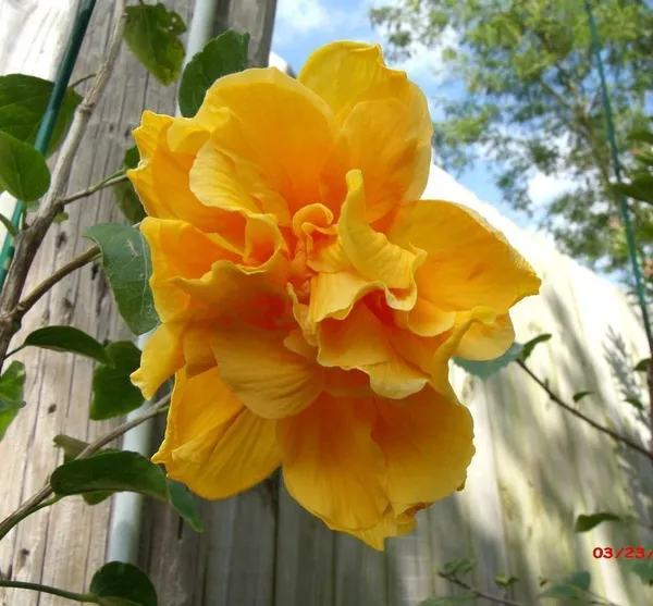 Hibiscus_Plant_(Hybrid,_Pack_of_1)