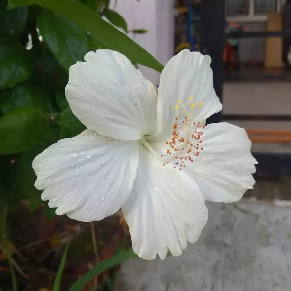 Hibiscus_Plant_(Hybrid,_Pack_of_1)
