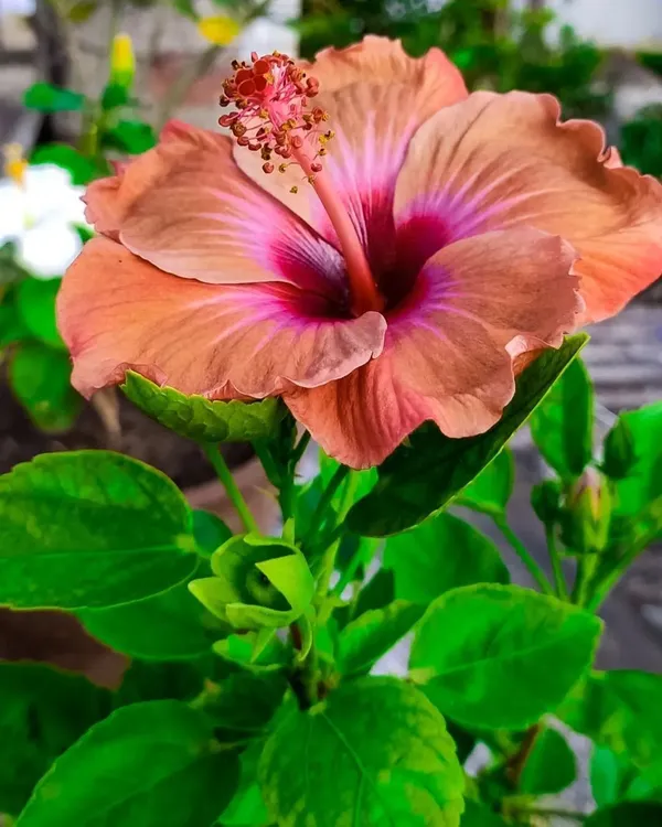 Hibiscus_Plant_(Hybrid,_Pack_of_1)
