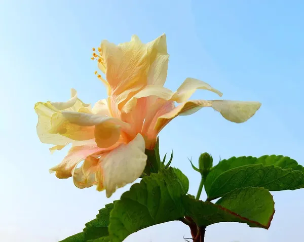 Hibiscus_Plant_(Hybrid,_Pack_of_1)