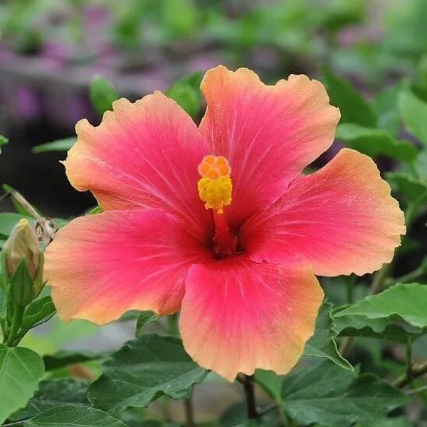 Hibiscus_Plant_(Hybrid,_Pack_of_1)