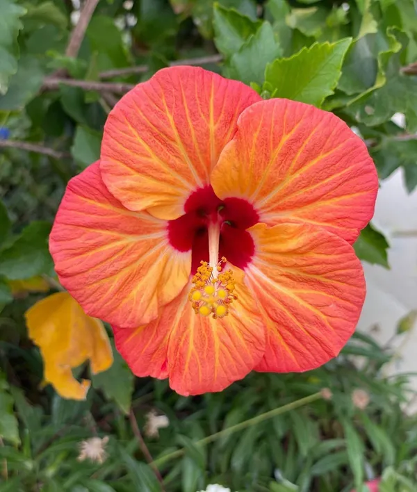 Hibiscus_Plant_(Hybrid,_Pack_of_1)