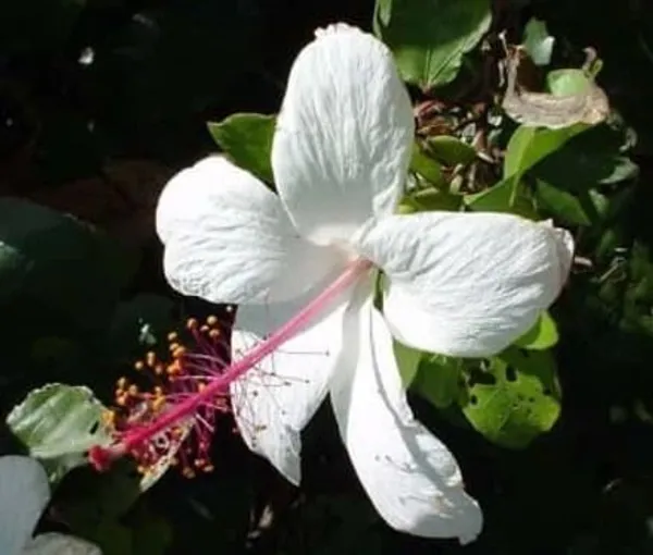 Hibiscus_Plant_(Hybrid,_Pack_of_1)