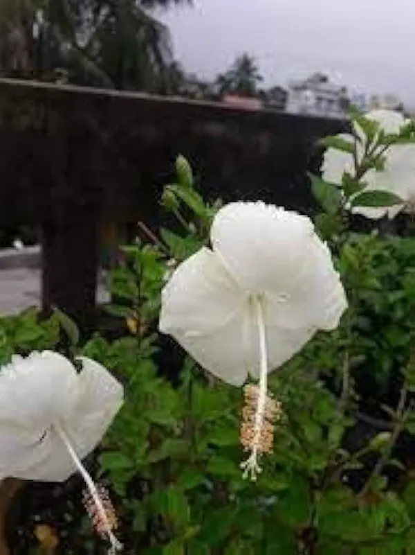 Hibiscus_Plant_(Hybrid,_Pack_of_1)