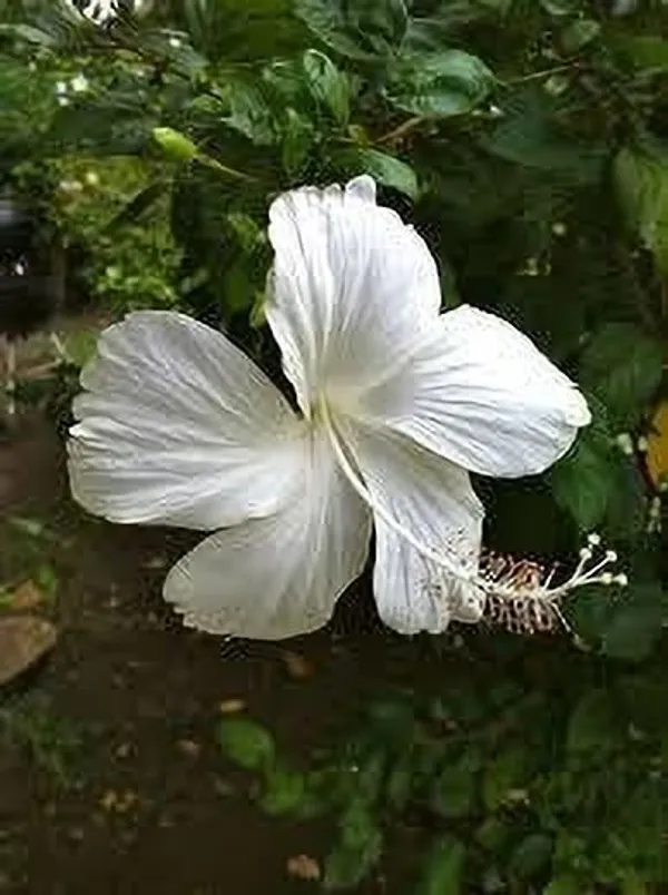 Hibiscus_Plant_(Hybrid,_Pack_of_1)