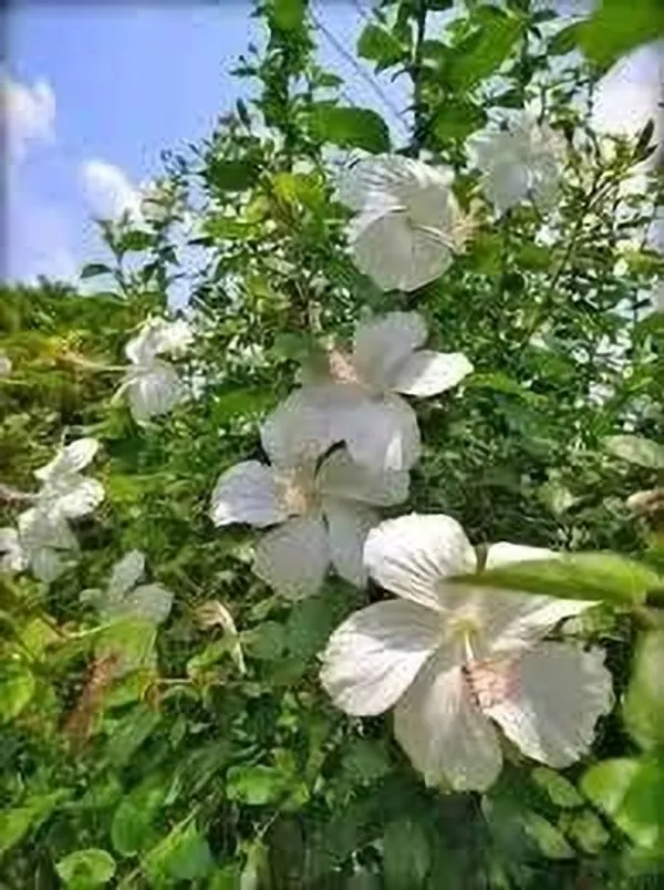 Hibiscus_Plant_(Hybrid,_Pack_of_1)