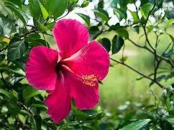 Hibiscus_Plant_(Hybrid,_Pack_of_1)
