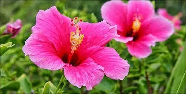 Hibiscus_Plant_(Hybrid,_Pack_of_1)