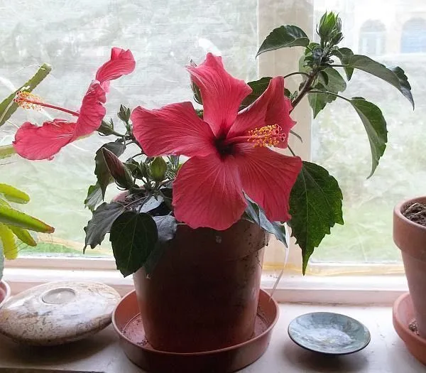 Hibiscus_Plant_(Hybrid,_Pack_of_1)