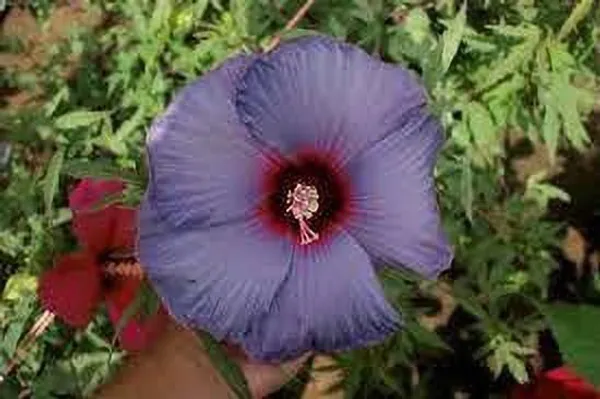 Hibiscus_Plant_(Hybrid,_Pack_of_1)