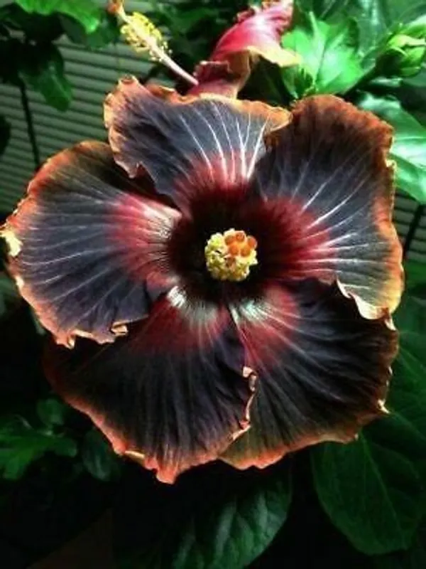 Hibiscus_Plant_(Hybrid,_Pack_of_1)