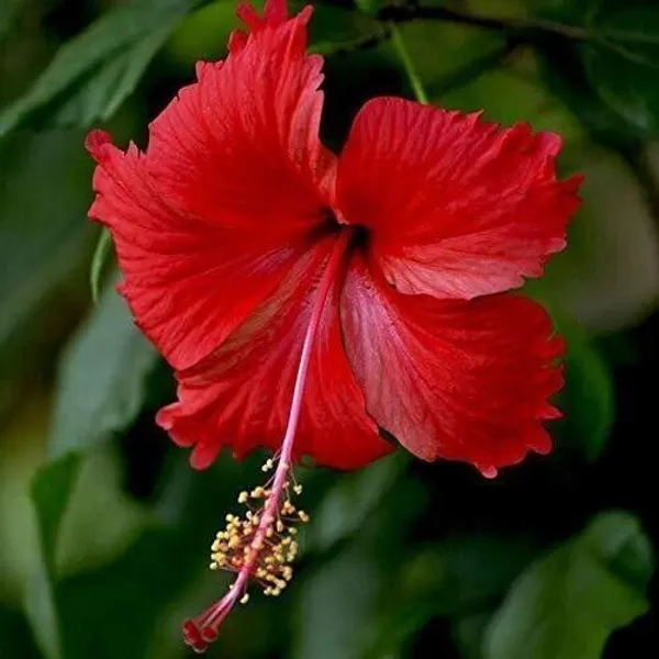 Hibiscus_Plant_(Hybrid,_Pack_of_1)