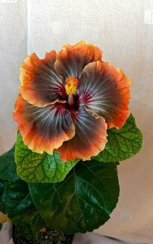 Hibiscus_Plant_(Hybrid,_Pack_of_1)