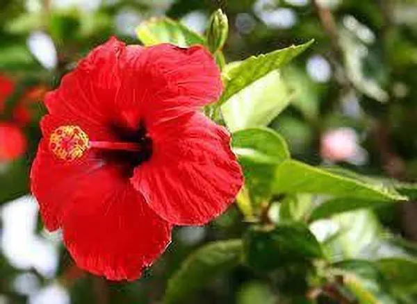 Hibiscus_Plant_(Hybrid,_Pack_of_1)