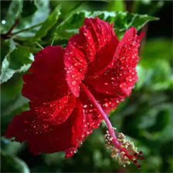 Hibiscus_Plant_(Hybrid,_Pack_of_1)