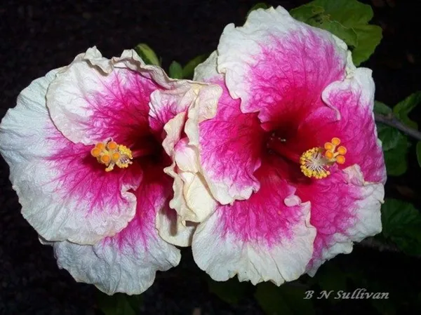 Hibiscus_Plant_(Hybrid,_Pack_of_1)