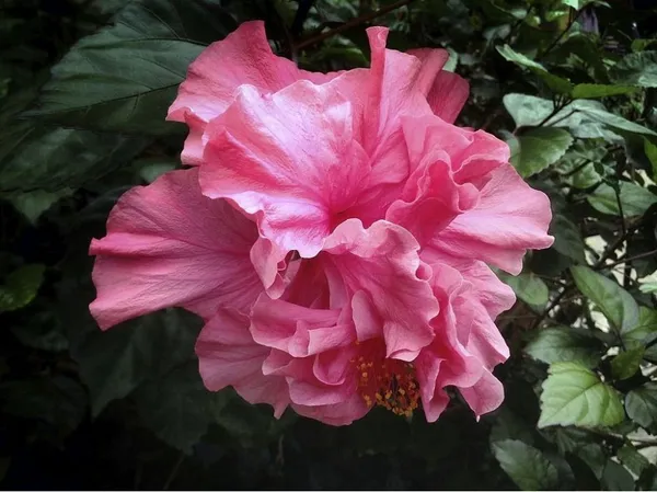 Hibiscus_Plant_(Hybrid,_Pack_of_1)