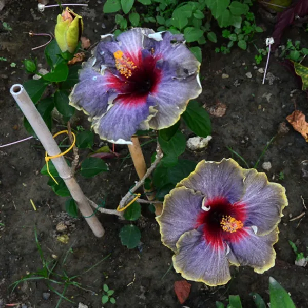 Hibiscus_Plant_(Hybrid,_Pack_of_1)
