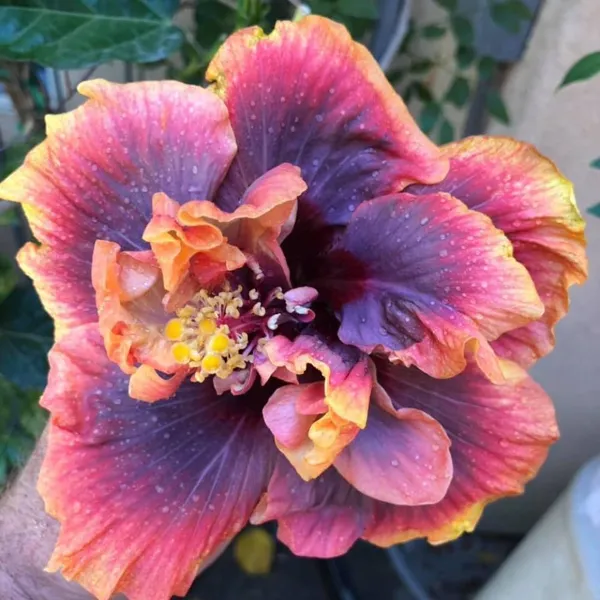 Hibiscus_Plant_(Hybrid,_Pack_of_1)