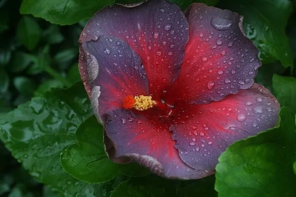 Hibiscus_Plant_(Hybrid,_Pack_of_1)