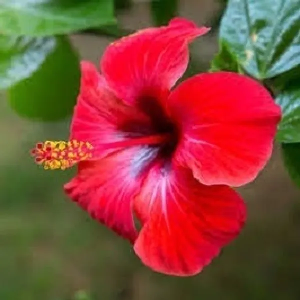 Hibiscus_Plant_(Hybrid,_Pack_of_1)