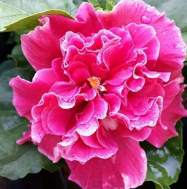 Hibiscus_Plant_(Hybrid,_Pack_of_1)