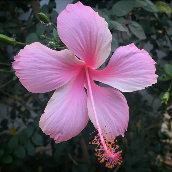 Hibiscus_Plant_(Hybrid,_Pack_of_1)