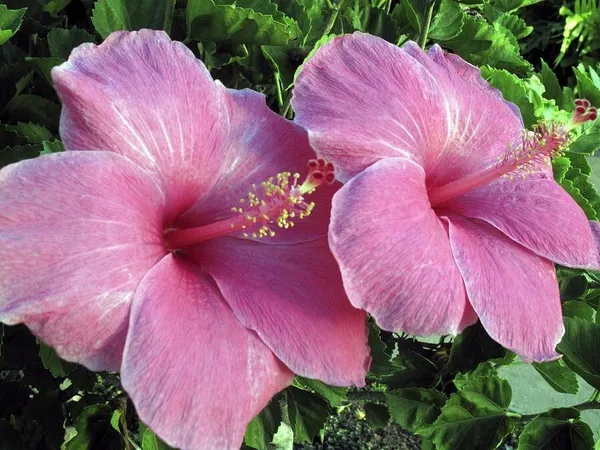 Hibiscus_Plant_(Hybrid,_Pack_of_1)