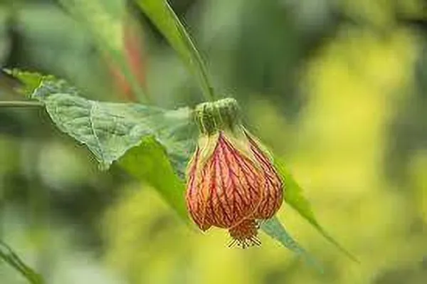 Hibiscus_Plant_(Hybrid,_Pack_of_1)