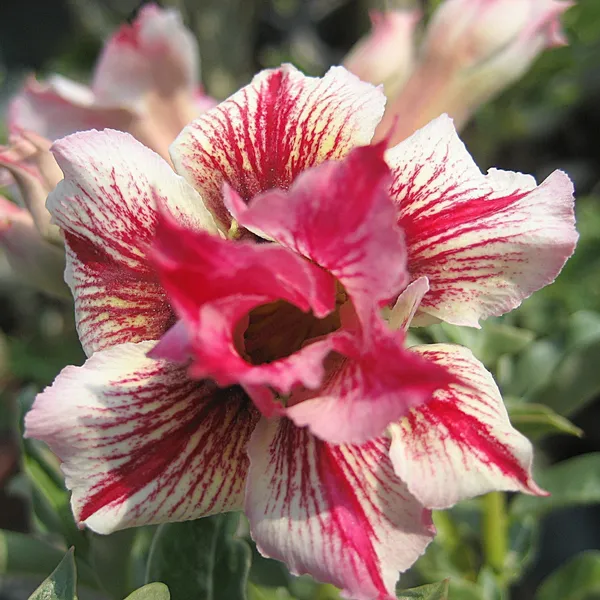 Adenium_Plant_(Hybrid,_Pack_of_1)