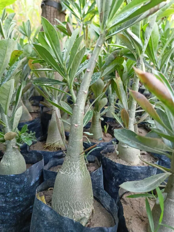 Adenium_Plant_(Hybrid,_Pack_of_1)