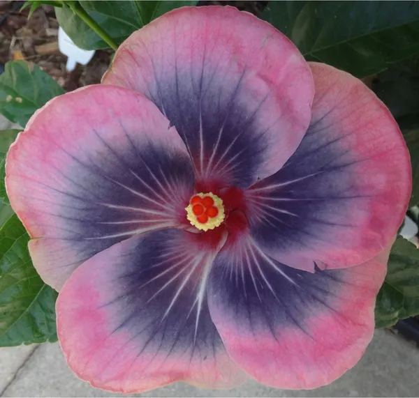 Hibiscus_Plant_(Hybrid,_Pack_of_1)
