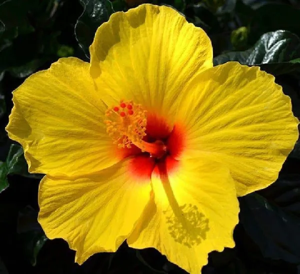 Hibiscus_Plant_(Hybrid,_Pack_of_1)