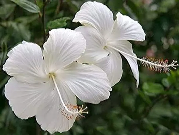 Hibiscus_Plant_(Hybrid,_Pack_of_1)