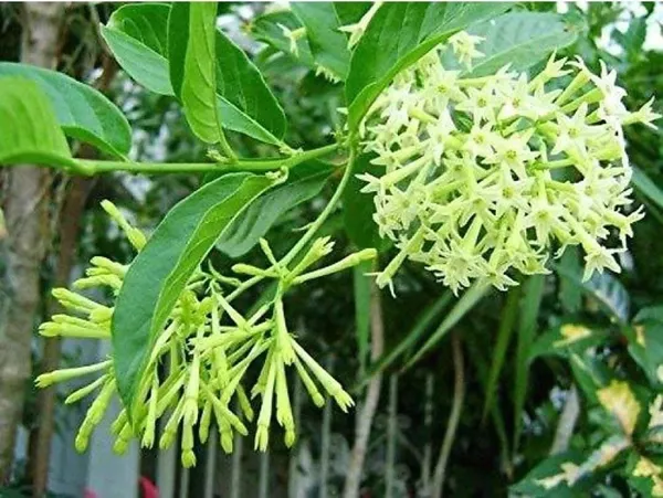 Ficus_Bonsai_Plant_(Hybrid,_Pack_of_1)
