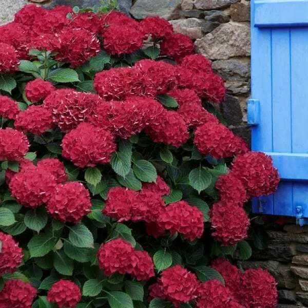 Hydrangea_Plant_(Hybrid,_Pack_of_1)