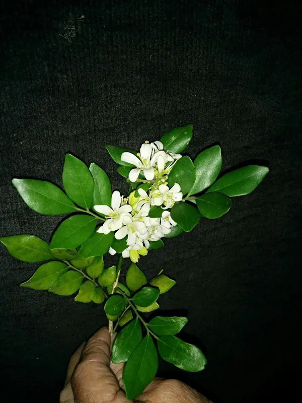 Murraya_Paniculata_Plant_(Hybrid,_Pack_of_1)