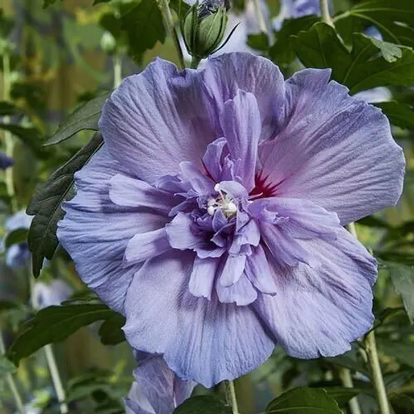 Hibiscus_Plant_(Hybrid,_Pack_of_1)