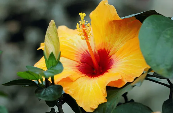 Hibiscus_Plant_(Hybrid,_Pack_of_1)