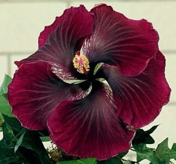 Hibiscus_Plant_(Hybrid,_Pack_of_1)
