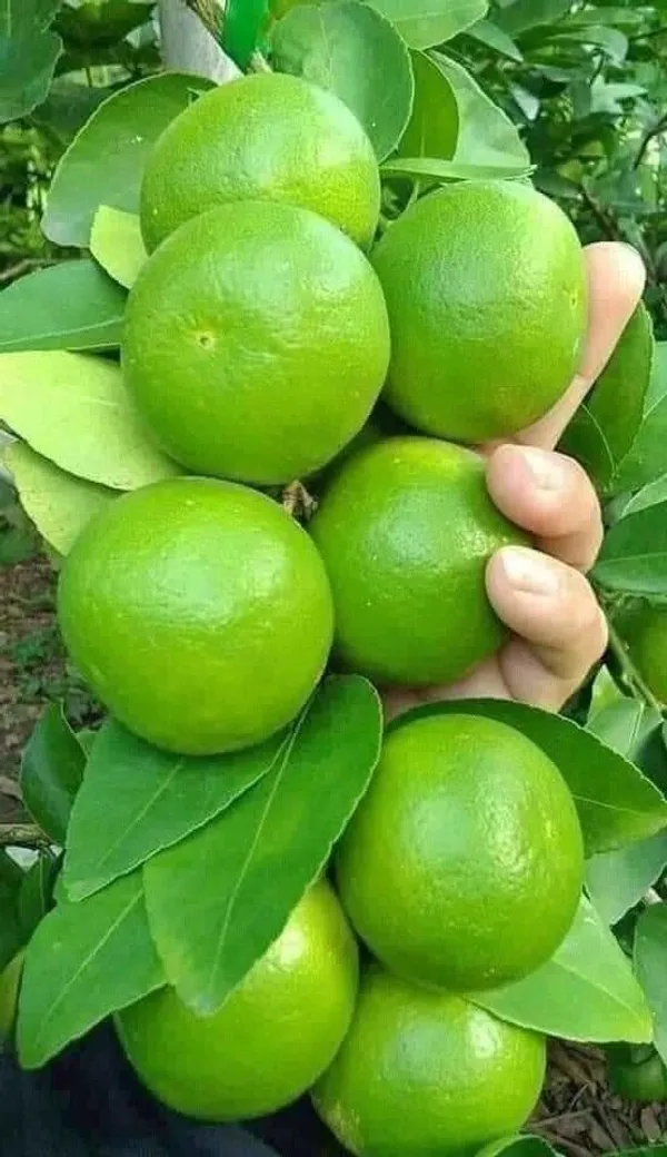 Lemon_Plant_(Hybrid,_Pack_of_1)
