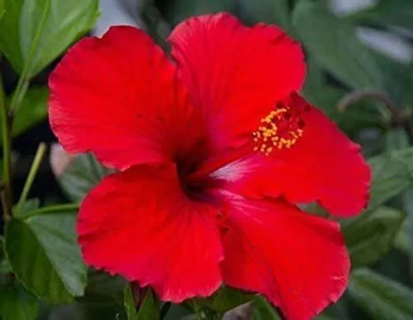 Hibiscus_Plant_(Hybrid,_Pack_of_1)