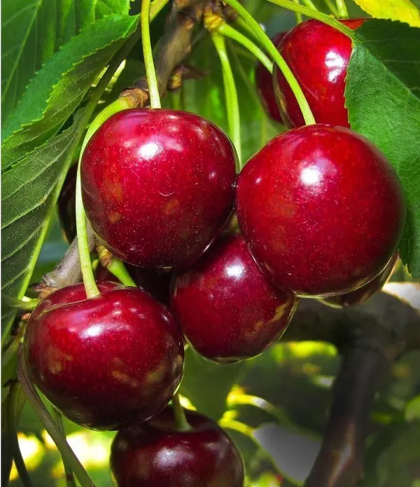 Cherry_Fruit_Plant_(Hybrid,_Pack_of_1)
